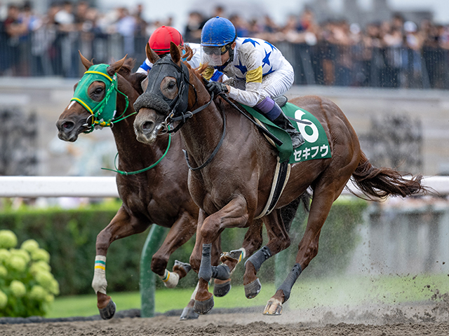 【エルムステークス 結果情報】セキフウが北の大地で勝ち名乗りを上げる！