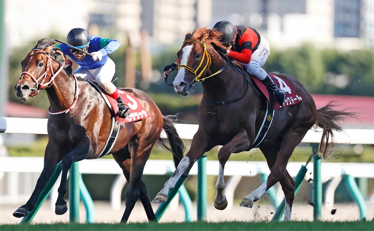 武豊騎手騎乗で出走を予定しているジャックドール(撮影：高橋正和)