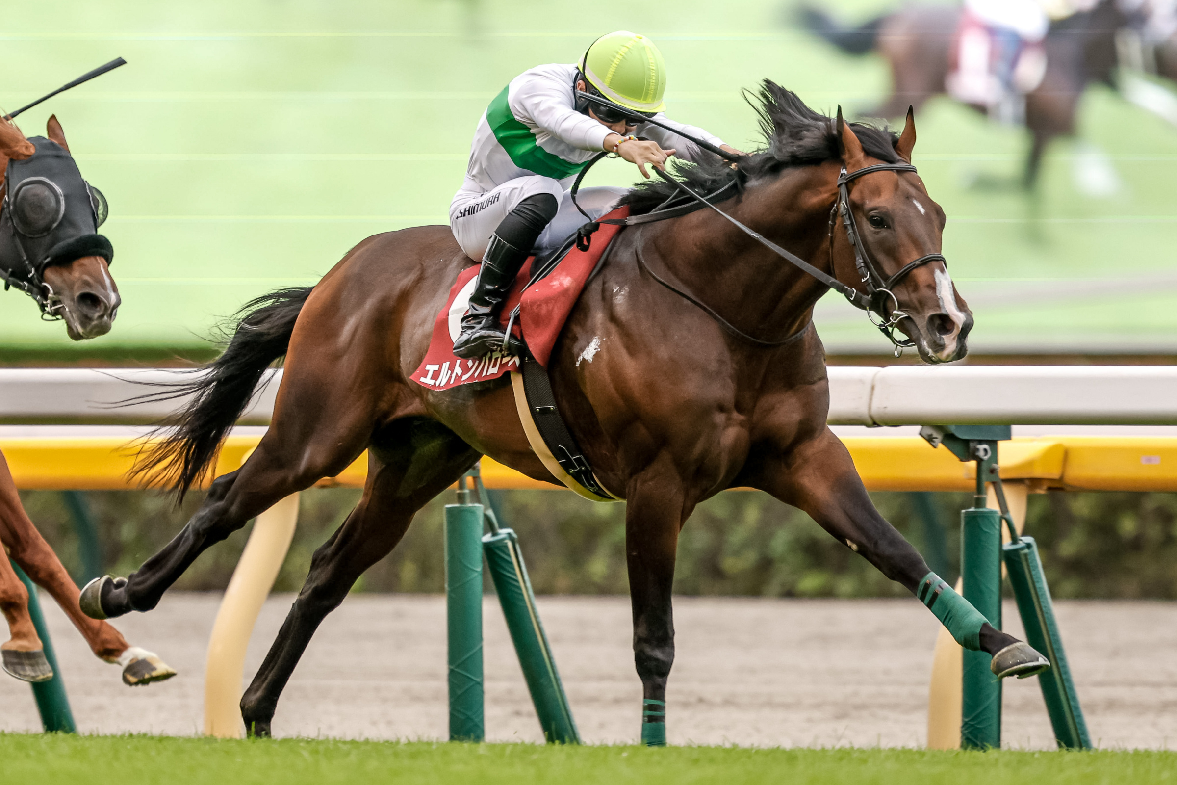 毎日王冠を制したエルトンバローズ(撮影：下野雄規)