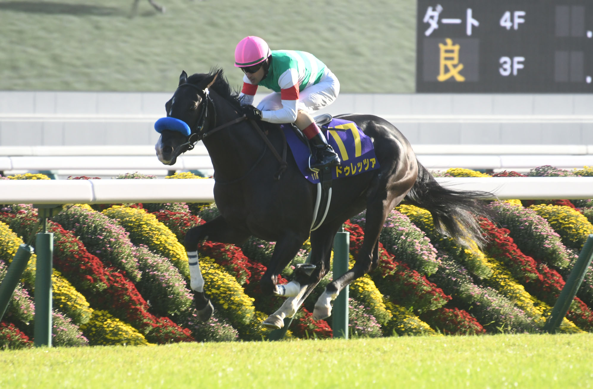 【菊花賞2023結果】ドゥレッツァが破竹の5連勝でG1制覇 ルメール騎手の手綱に応え重賞初挑戦で最後の一冠を奪取