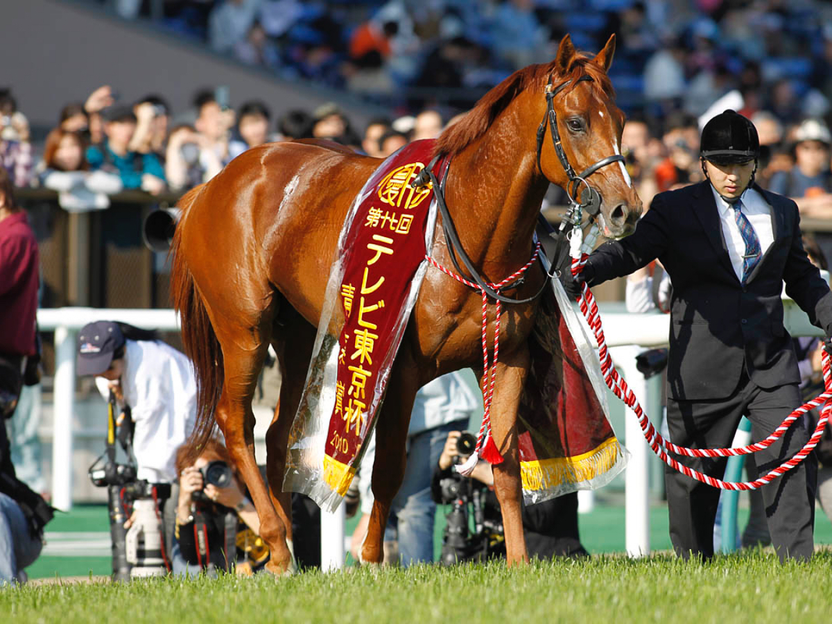 2010年の青葉賞馬ペルーサ(撮影：下野雄規)