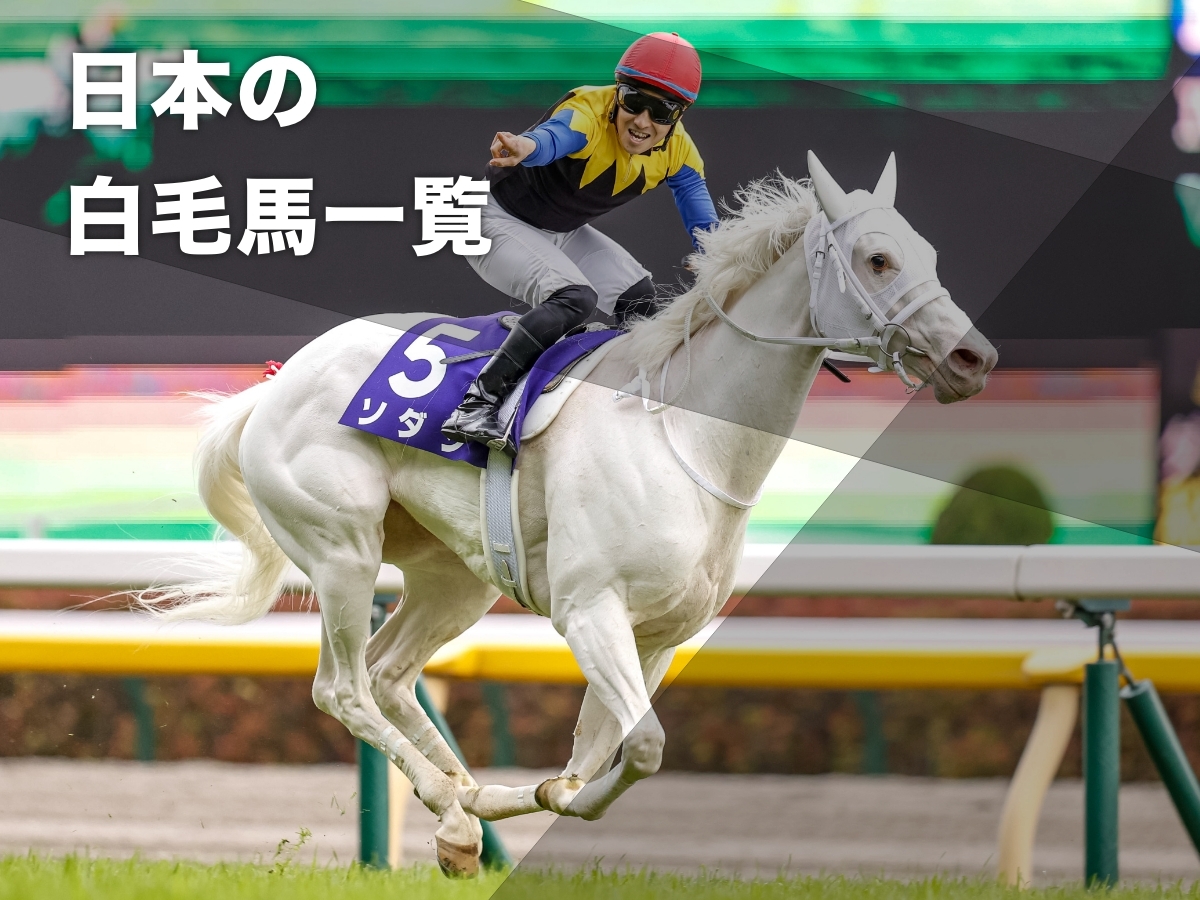 【白毛馬まとめ】日本の白毛競走馬・白毛繁殖牝馬の一覧