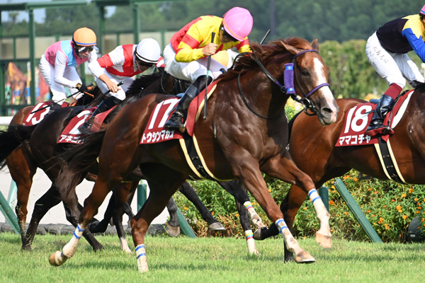 【セントウルステークス 2024結果情報】トウシンマカオが直線差し切り重賞4勝目