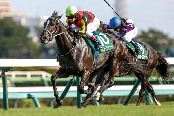 京成杯AHを制したアスコリピチェーノ(撮影：下野雄規)