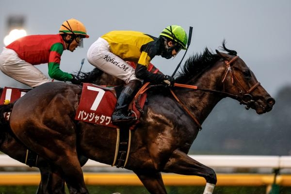【京王杯2歳ステークス2024結果情報】8番人気パンジャタワーが接戦を制す デビュー2連勝で重賞馬に タワーオブロンドン産駒重賞初制覇＆父仔同一重賞制覇