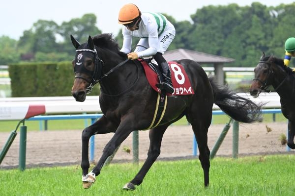 【京都新聞杯2025結果情報】ショウヘイが後続を突き放し重賞初制覇！