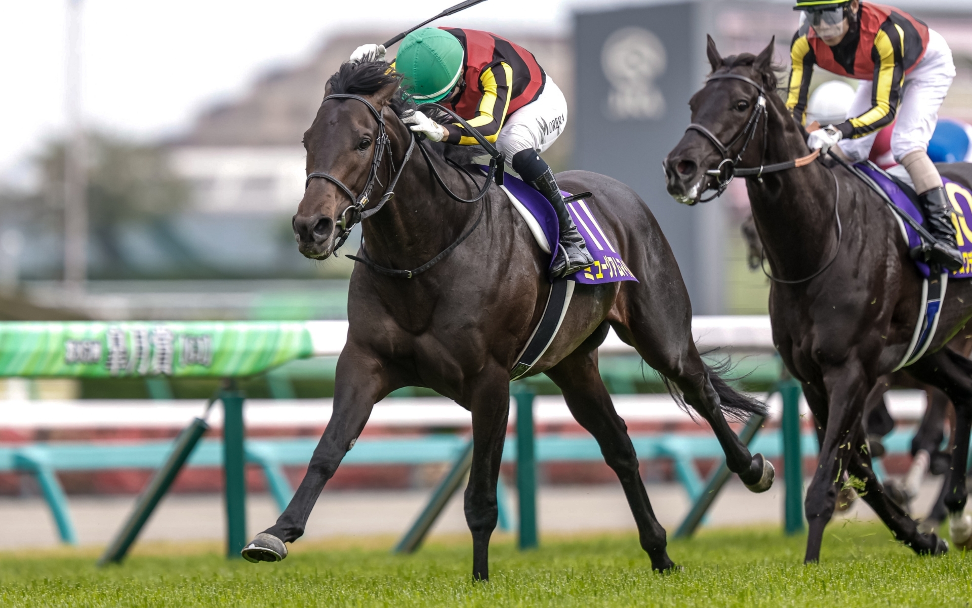 皐月賞馬ミュージアムマイル(撮影：下野雄規)
