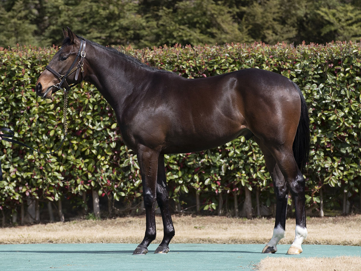POG2025-2026 有力馬まとめ
