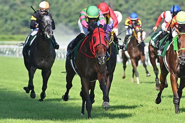 【新潟記念 2025結果情報】激戦を制しシランケドが重賞2勝目