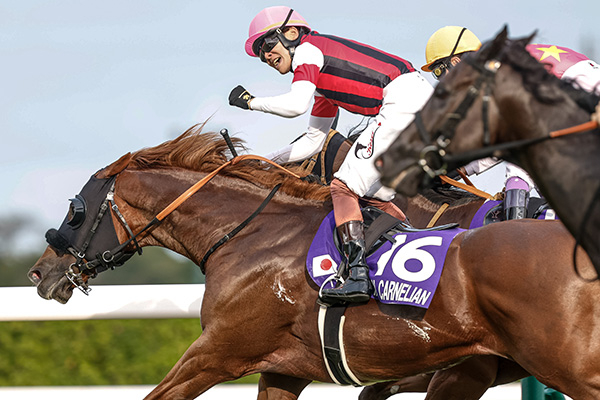 2025年スプリンターズS優勝馬ウインカーネリアン(撮影：下野雄規)