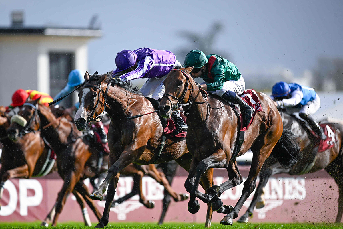 2025年の凱旋門賞優勝馬ダリズ(撮影：高橋正和)