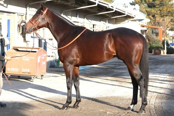 ルクソールカフェ・▲11月26日撮影(c)netkeiba