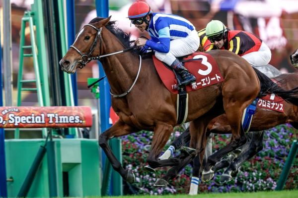 ステイヤーズSを制したホーエリート(撮影：下野雄規)