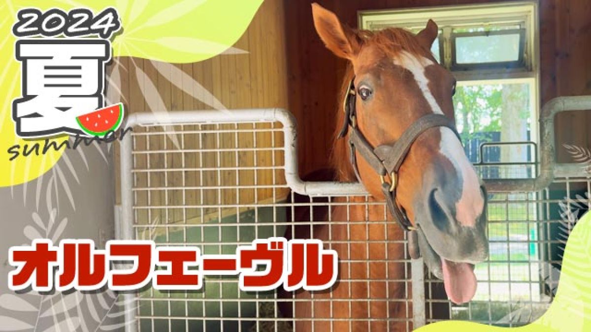 完成品 オルフェーヴルは16歳とは思えない若さで活発に過ごしています 終了したレースの馬券